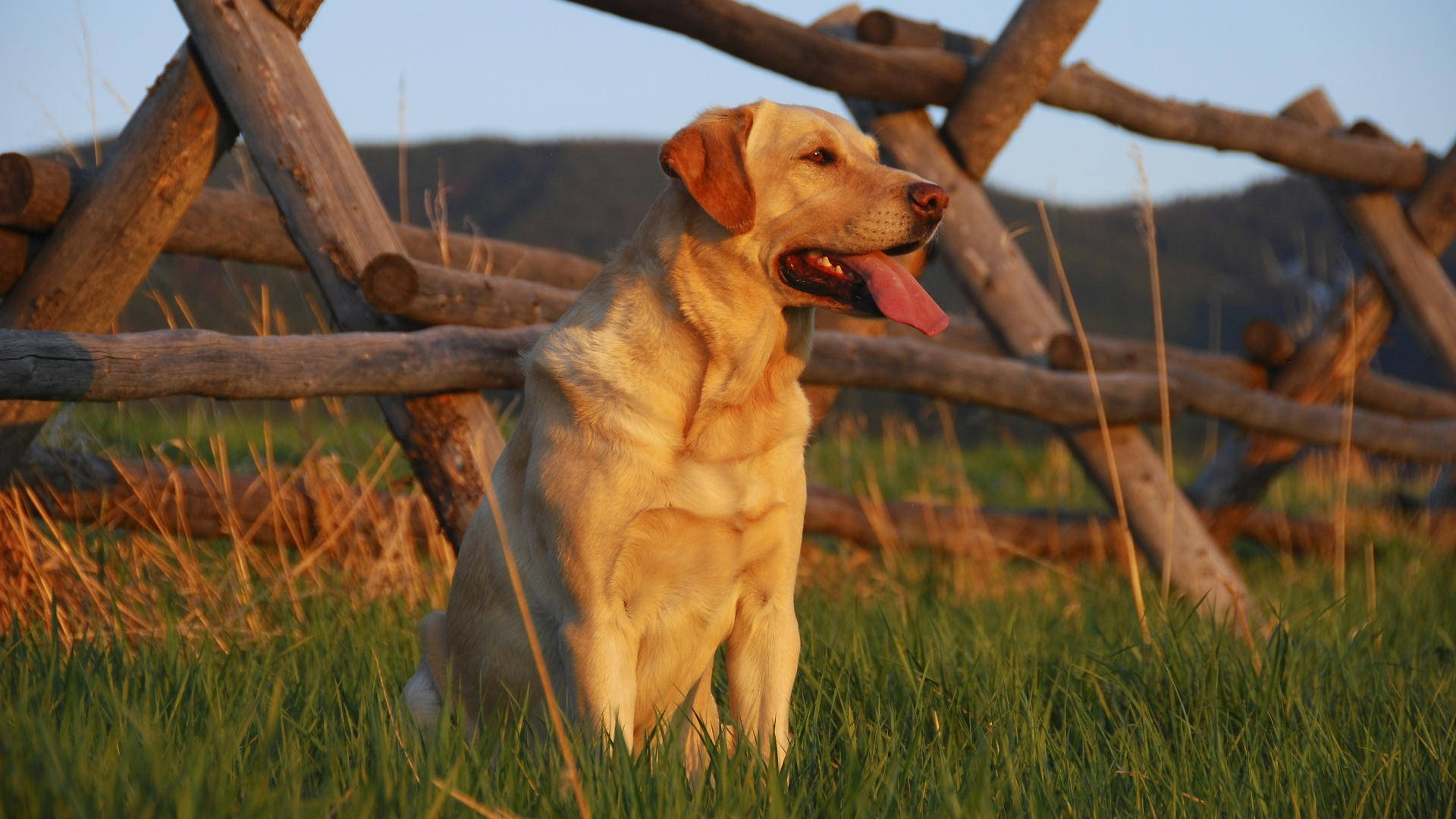 Muscular Labrador Retriever Dog Background