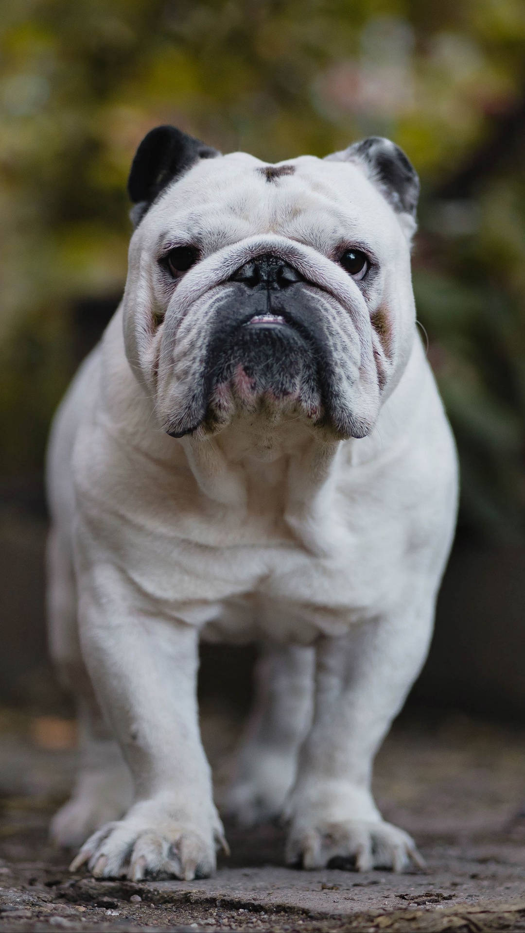 Muscular White English Bulldog