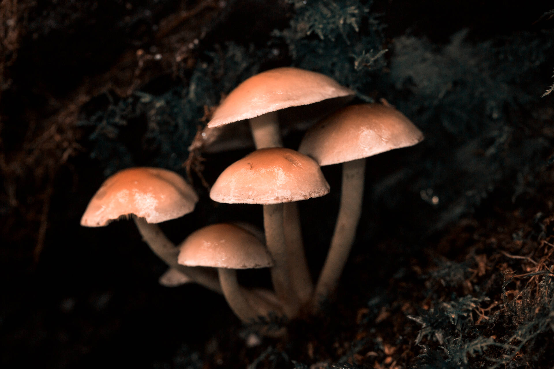 Mushroom Illuminated In The Depths Of The Dark Forest