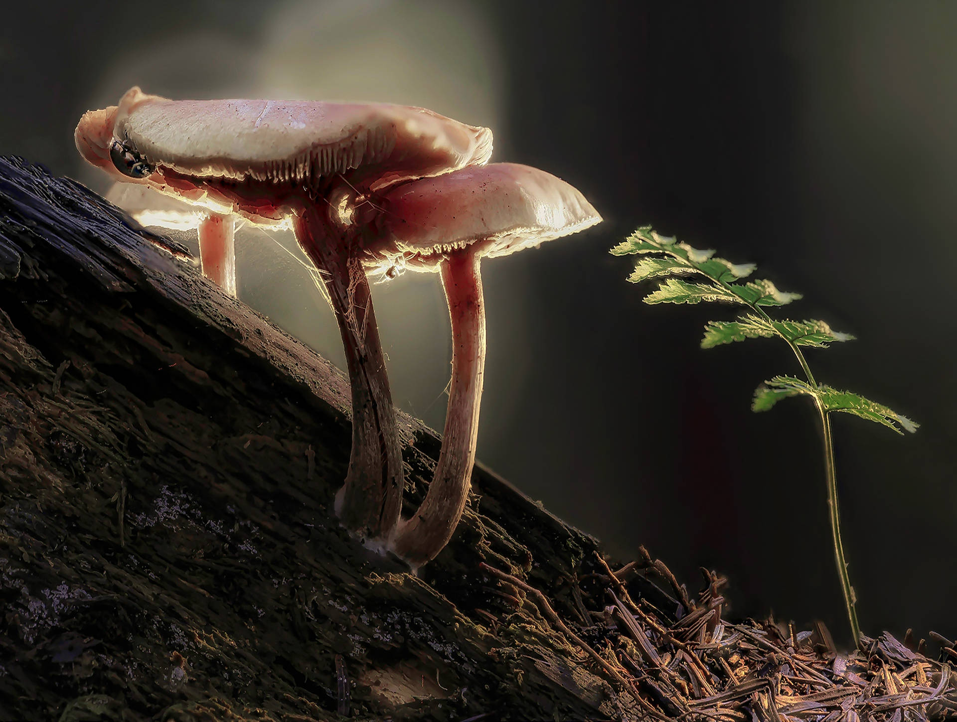 Mushroom On Tree Trunk