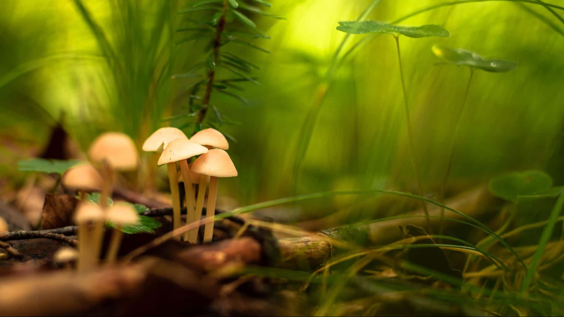 Mushroom Shallow Photography Background