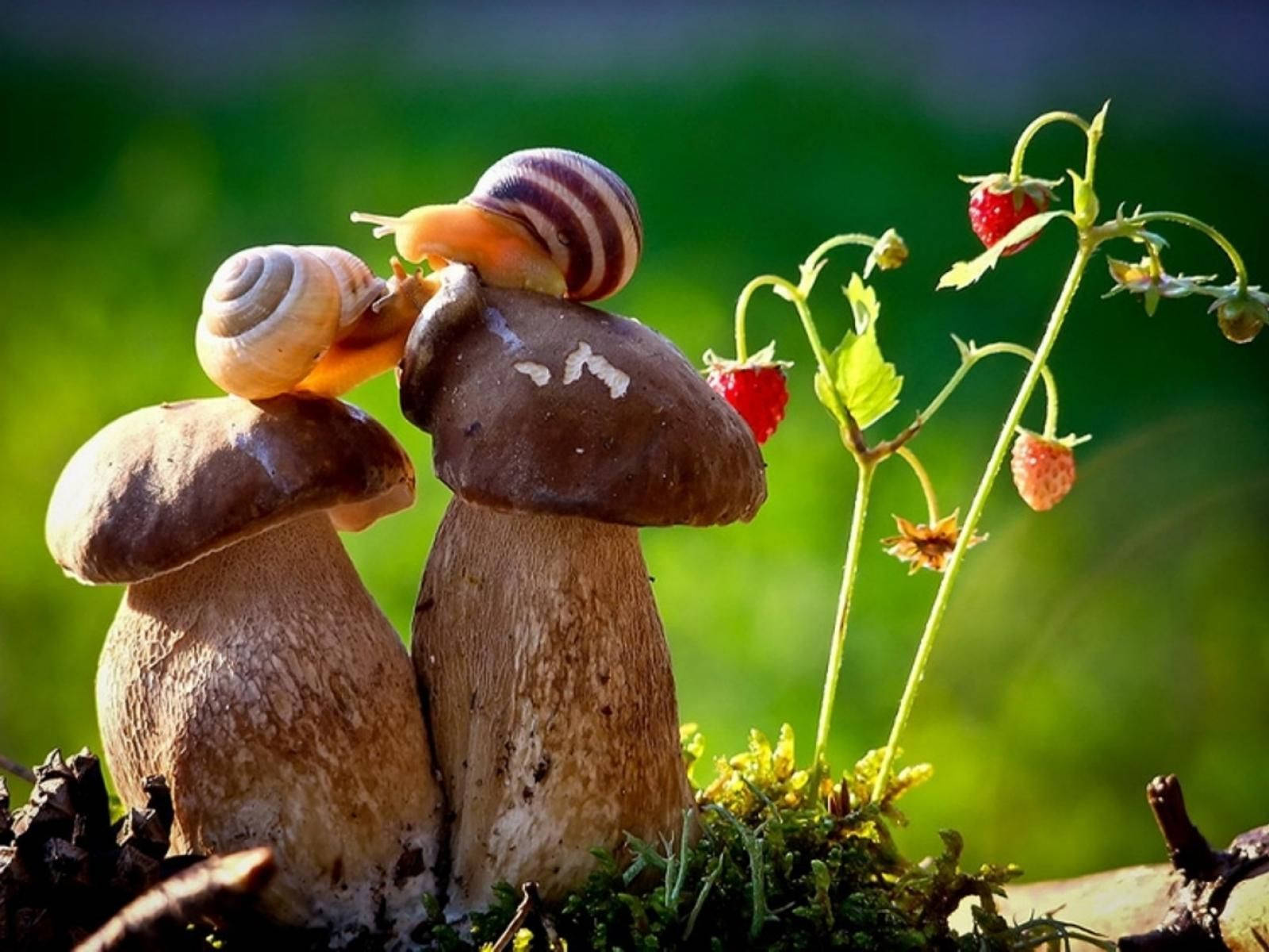 Mushroom Snails Couple Background