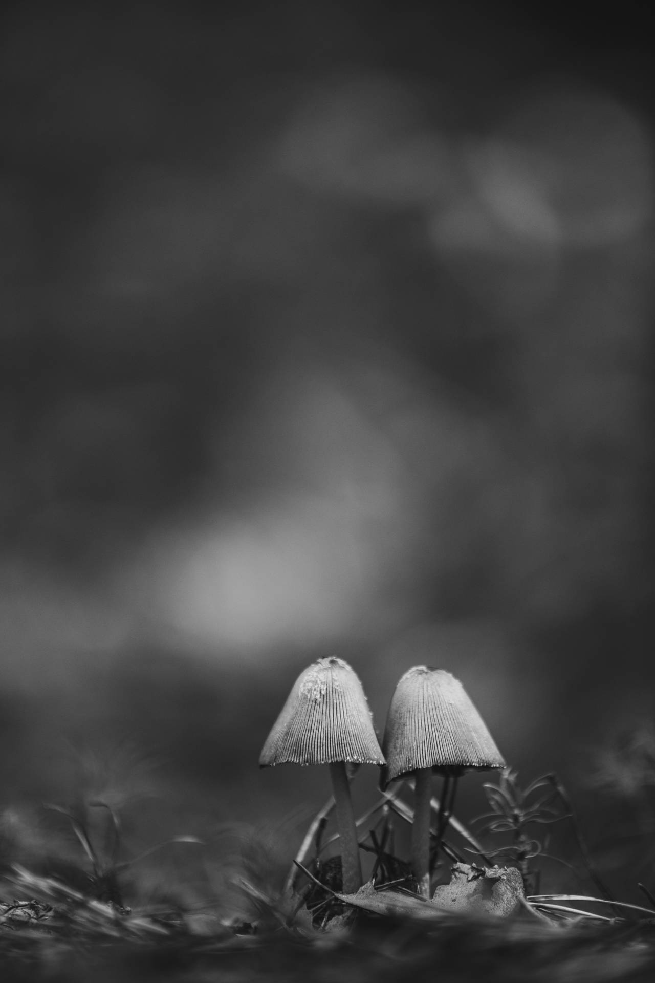 Mushrooms Black Phone Background