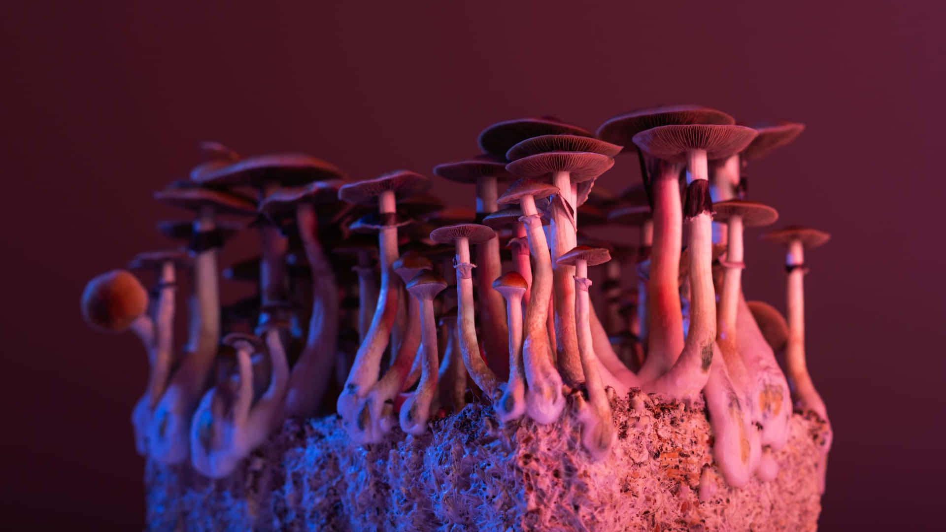 Mushrooms Growing On A Rock