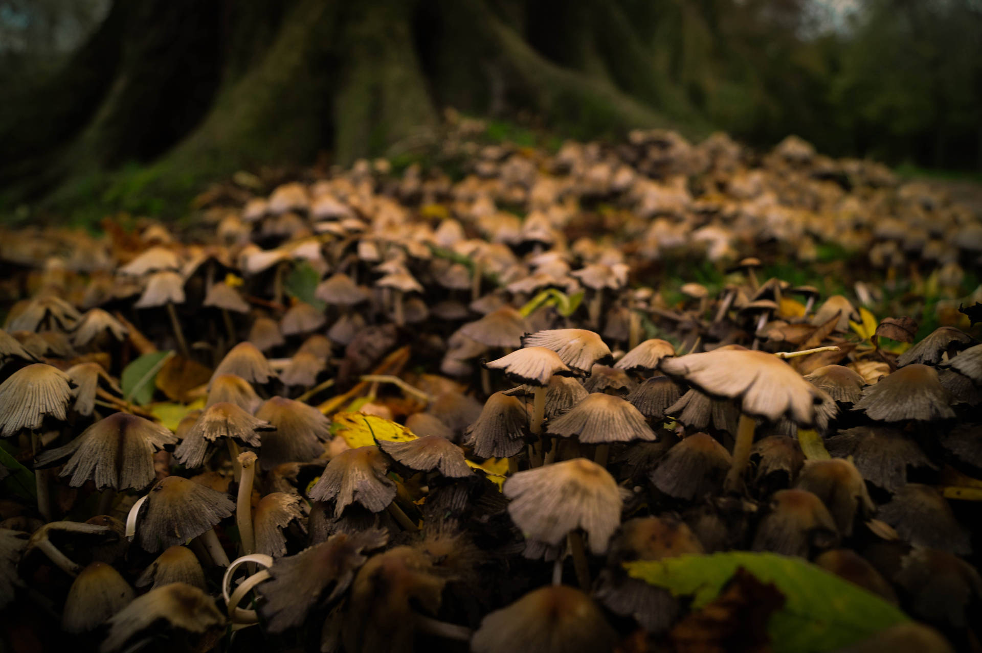 Mushrooms In Rainforest Background