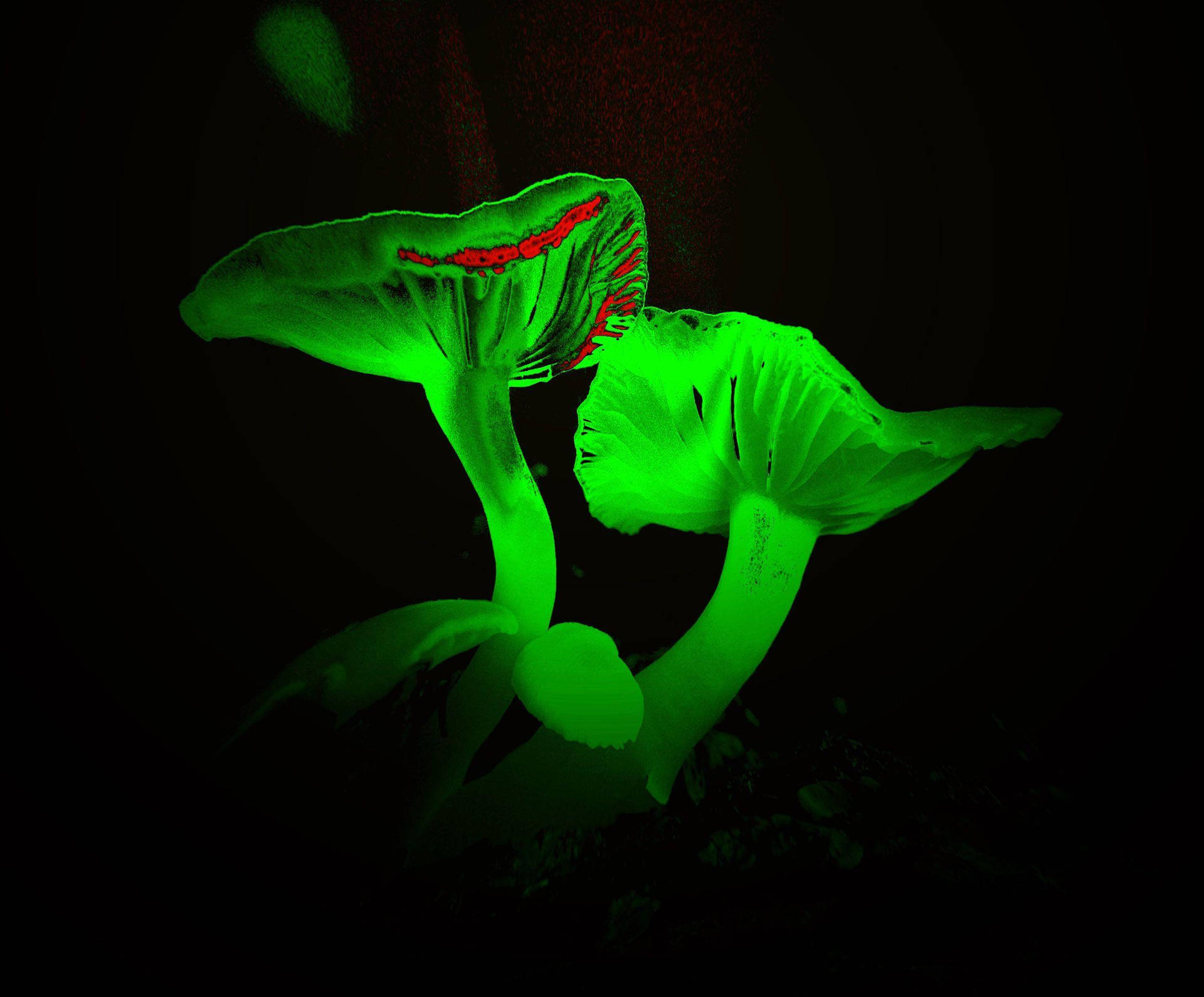 Mushrooms Neon Green Aesthetic Background