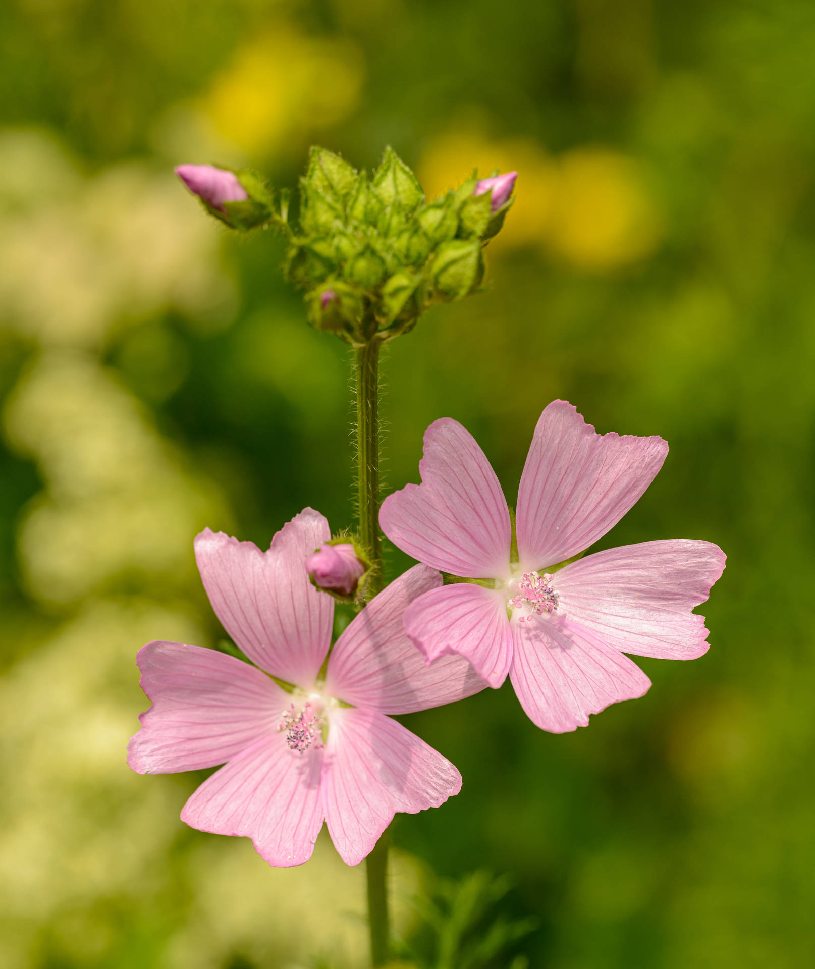 Musk Mallow Flower Android