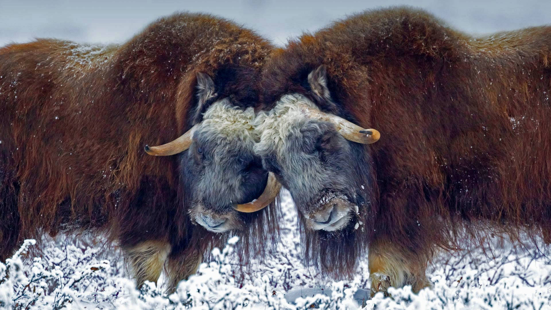 Musk Ox Bumping Heads Background