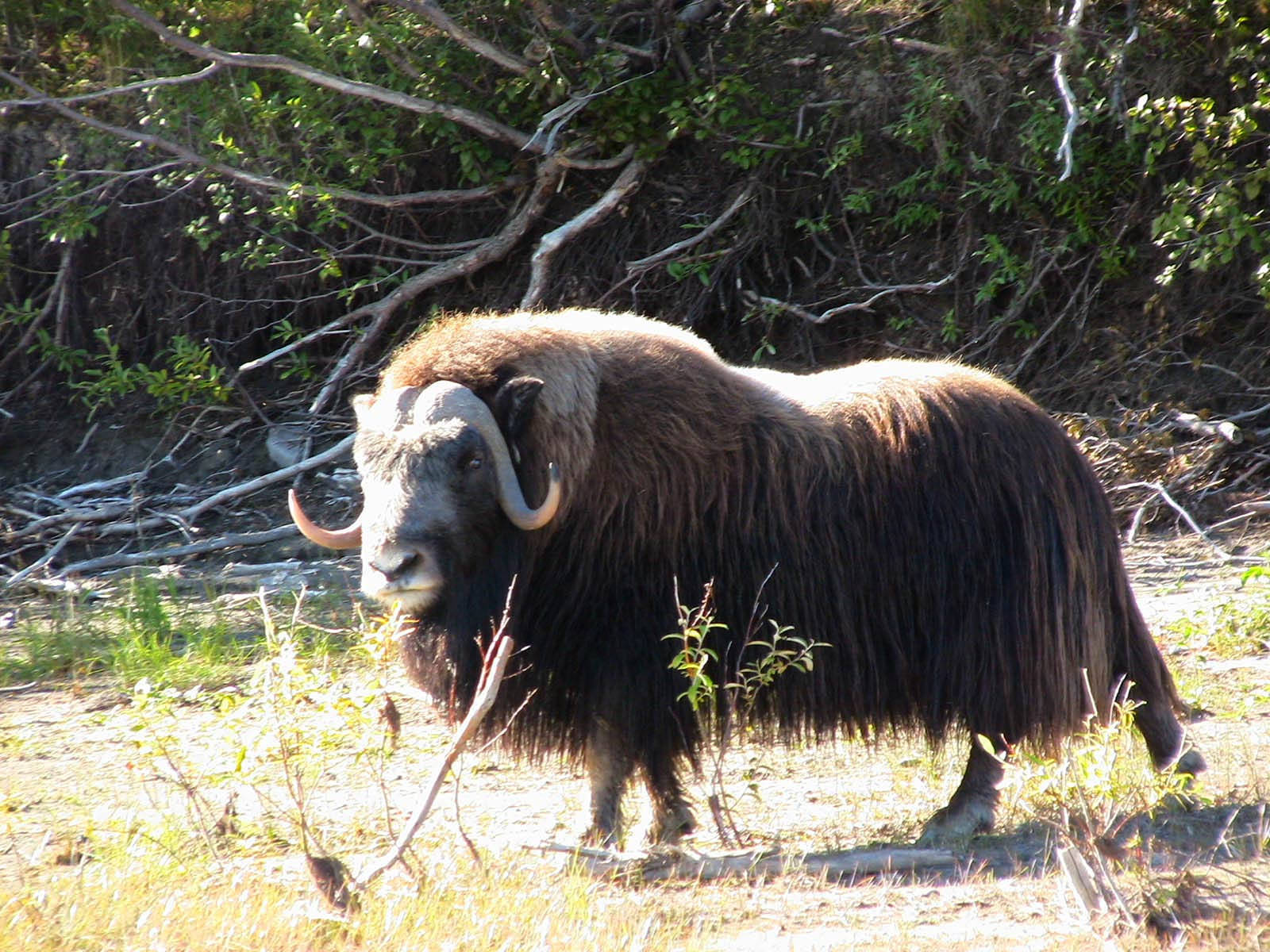 Musk Ox In Forest