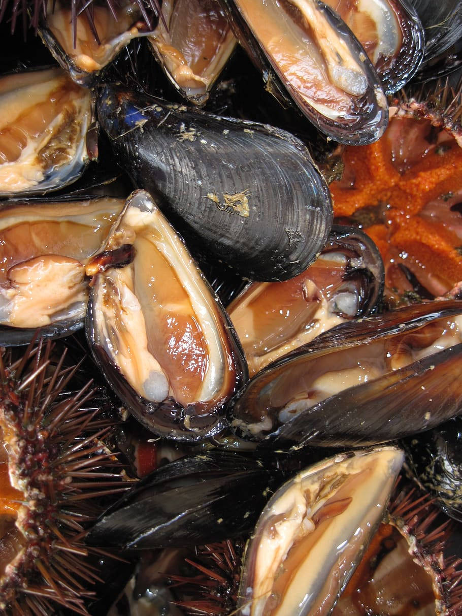 Mussel And Sea Urchin Seafood Background