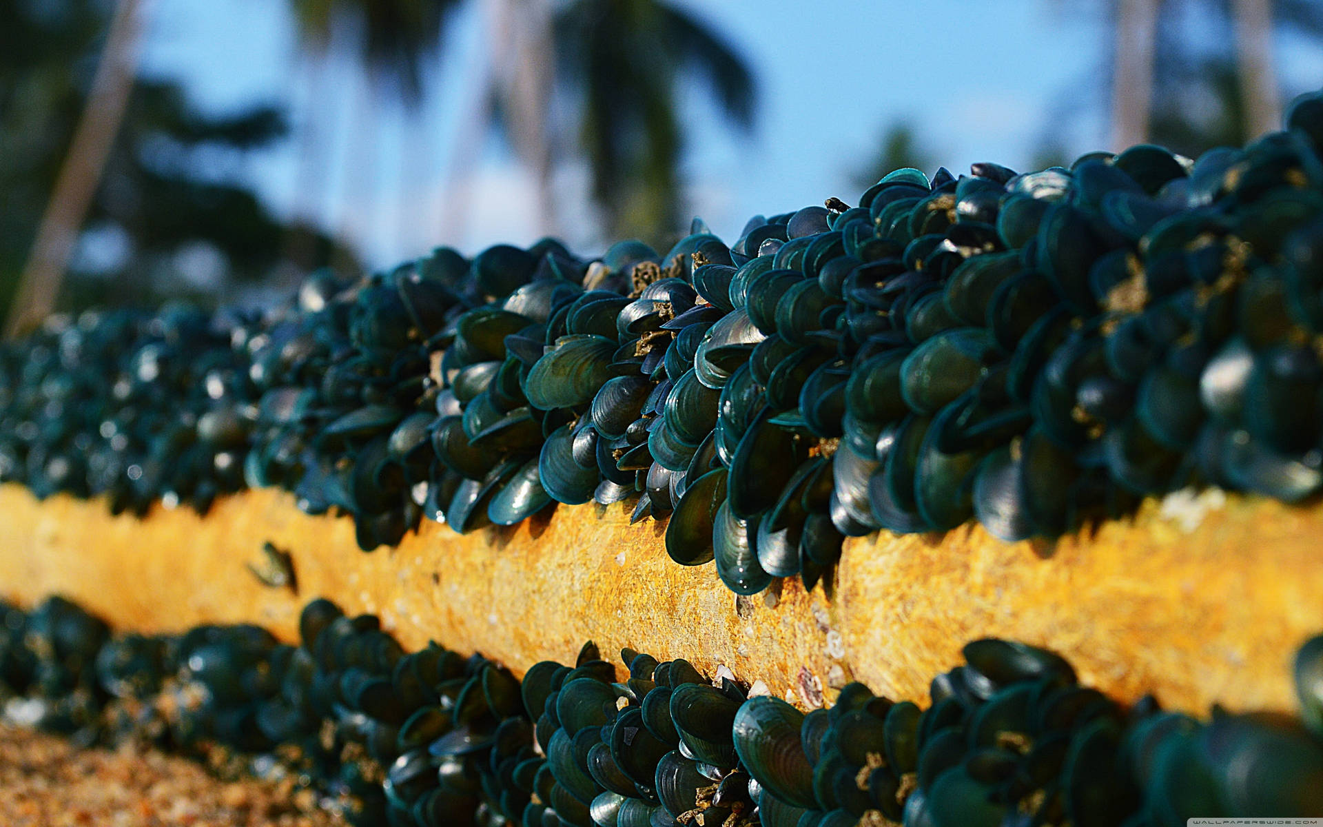 Mussels Attached To A Seawall Background