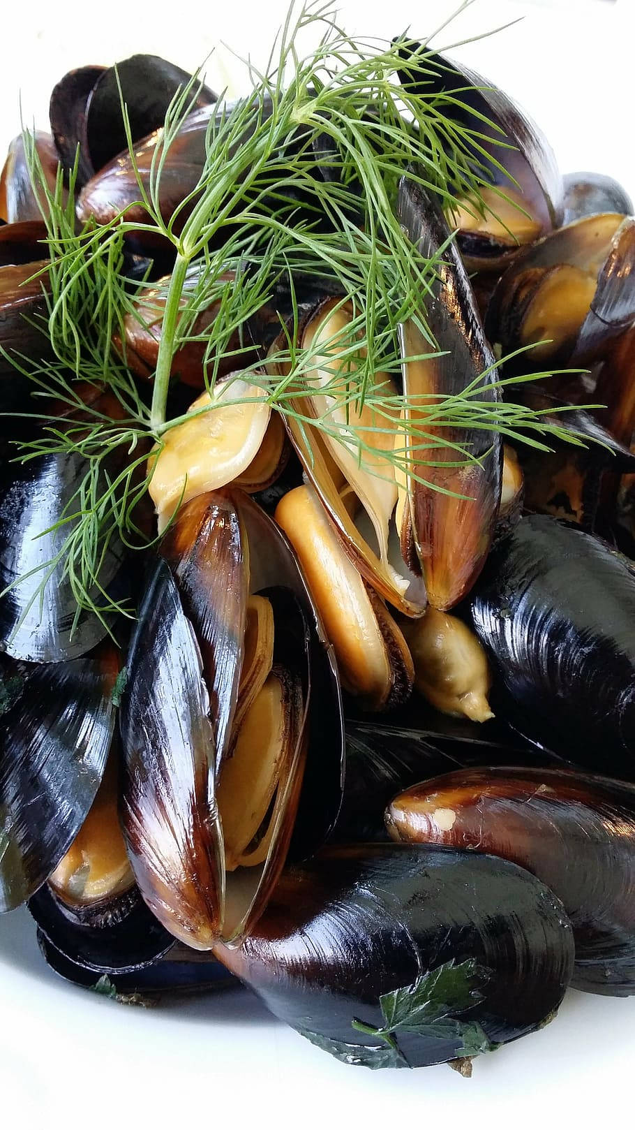 Mussels Braised With Dill Herbs Background