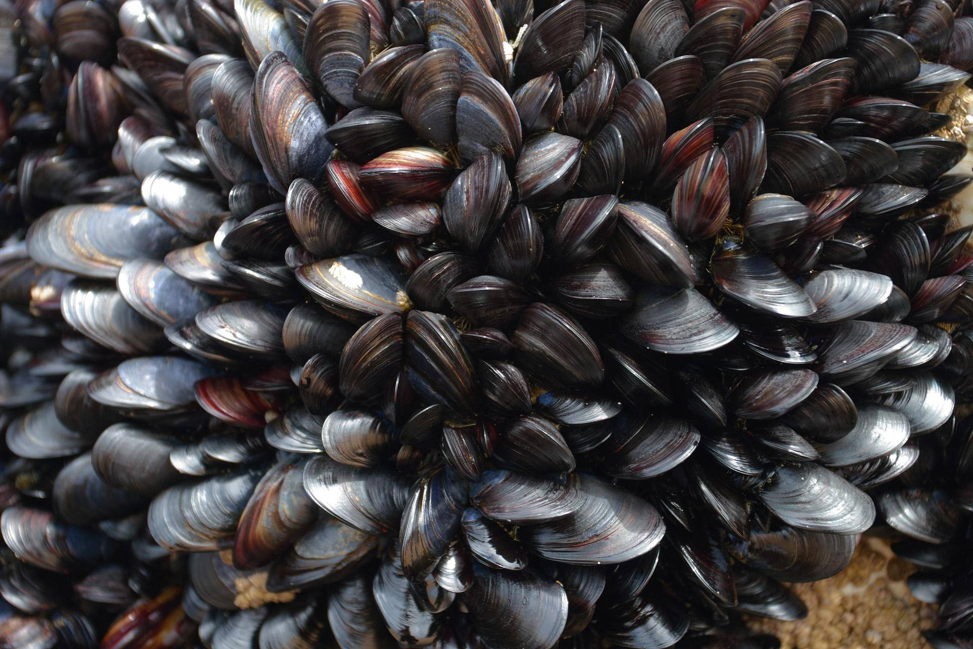 Mussels Burrowing Bivalve Species