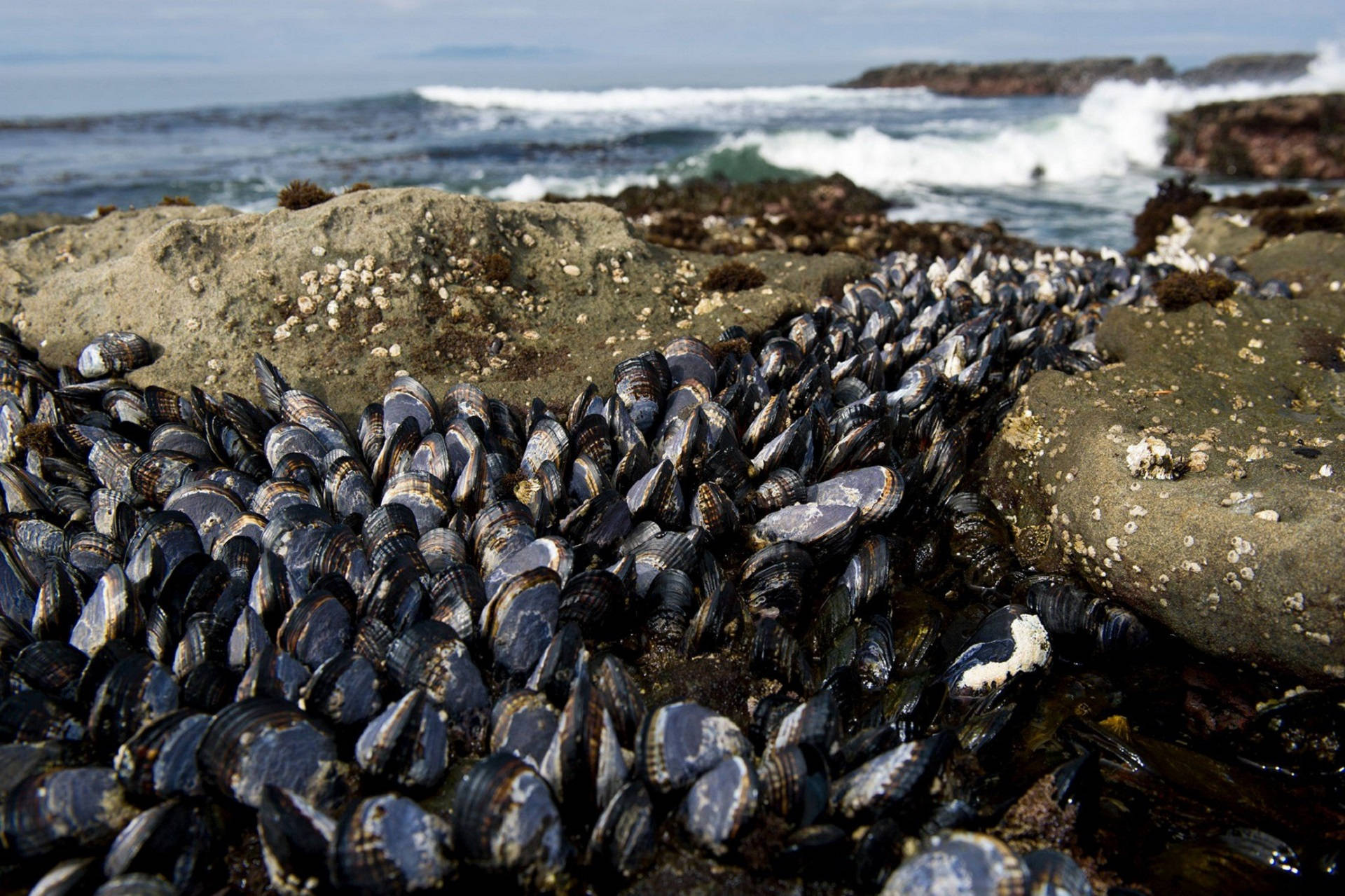 Mussels Growing By The Sea Background