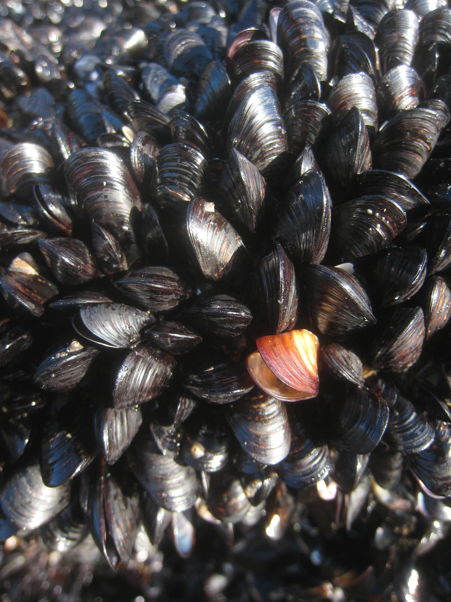 Mussels Little Black Variety Background