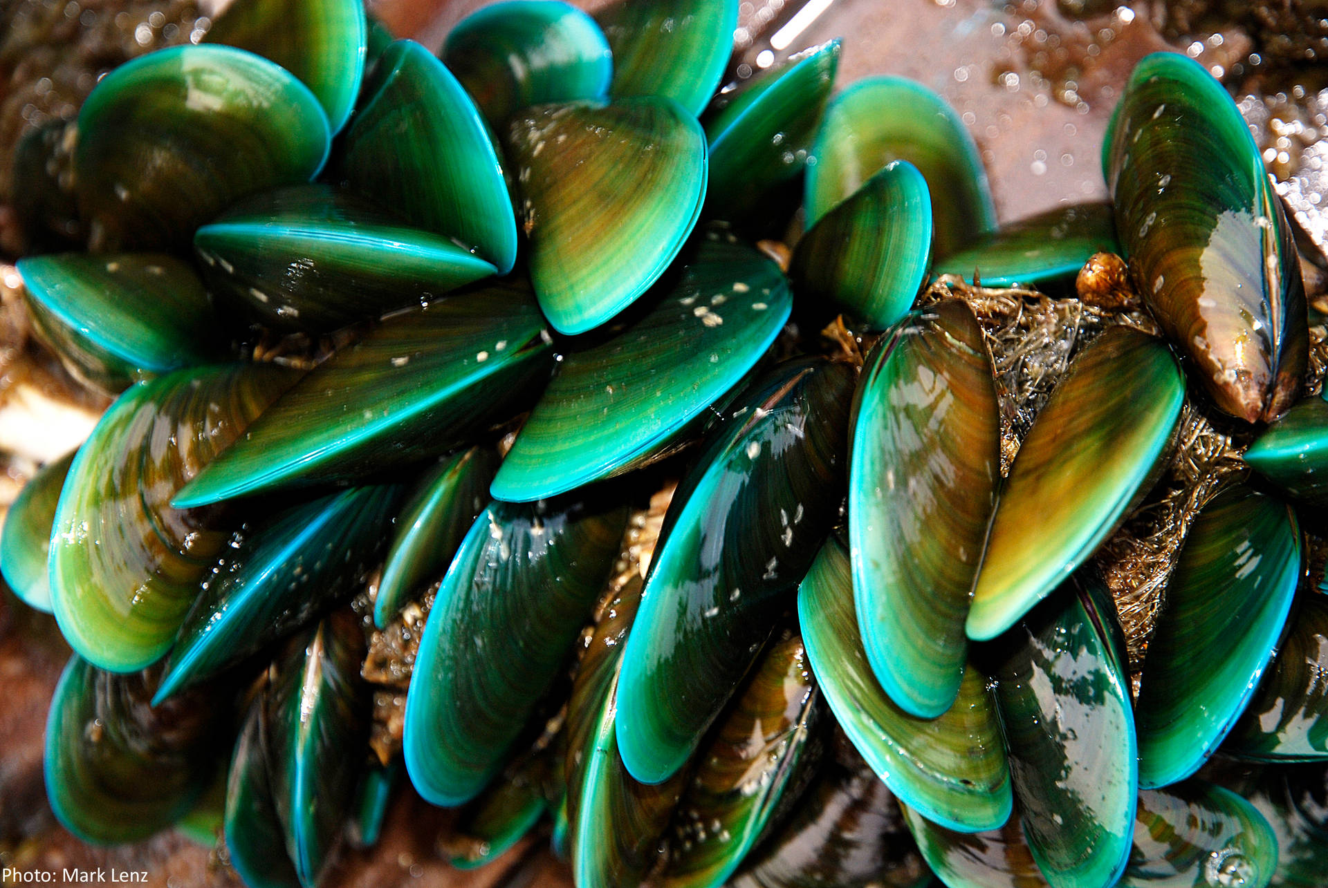 Mussels Marine Green Shellfish Background