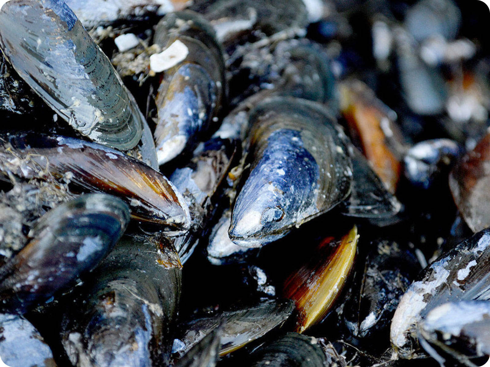 Mussels With Black And Blue Shells Background