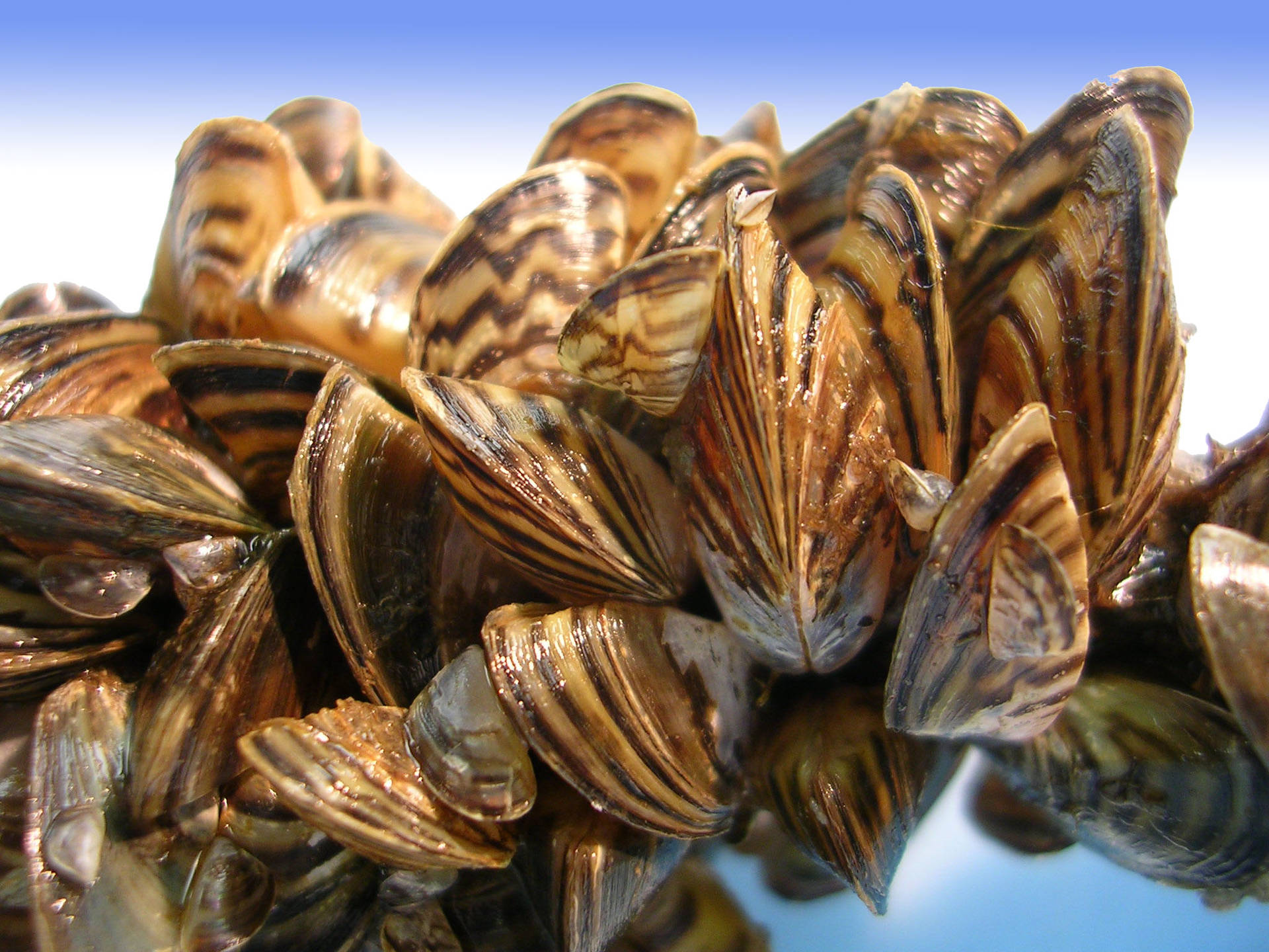 Mussels With Ohio Zebra Species Pattern Background