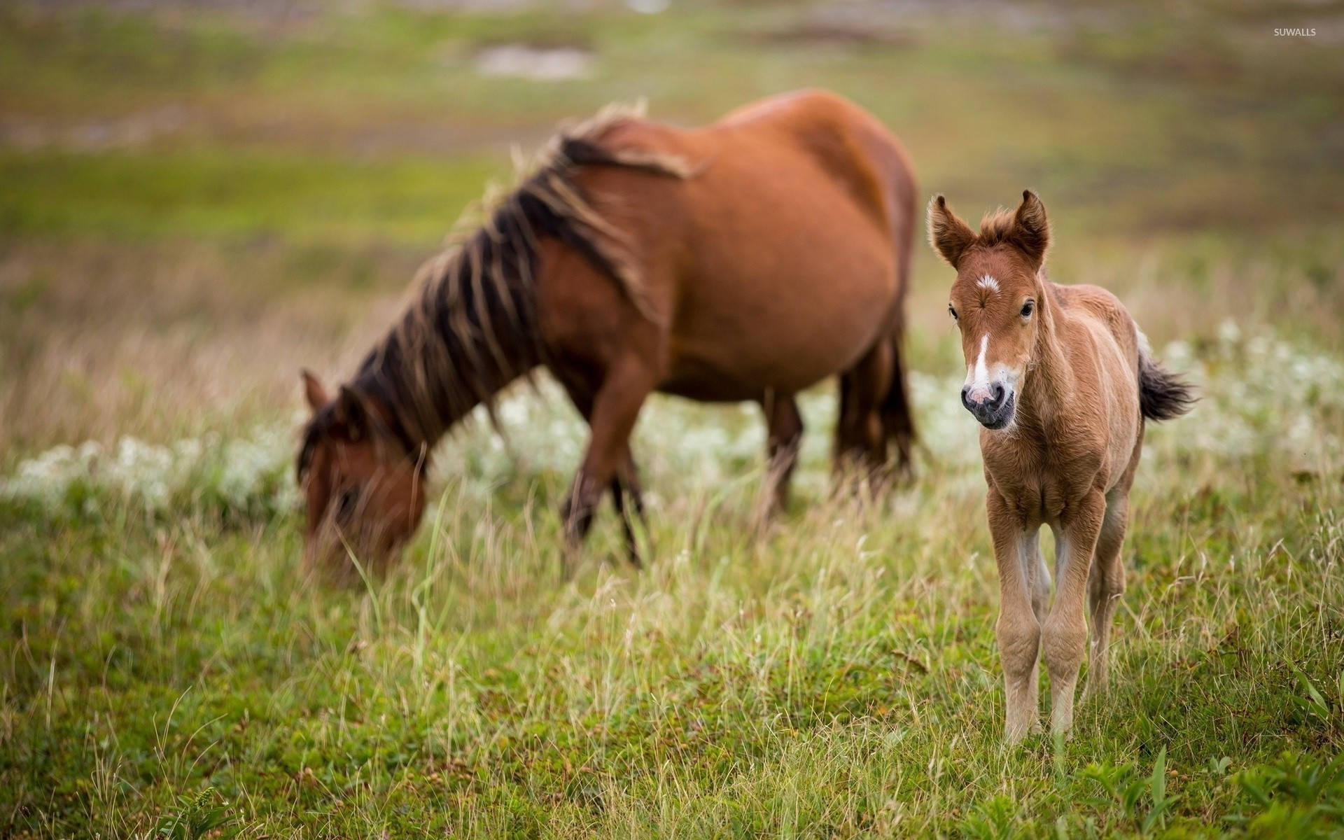 Mustang Horse Eating And Cute Mongolian Foal Background