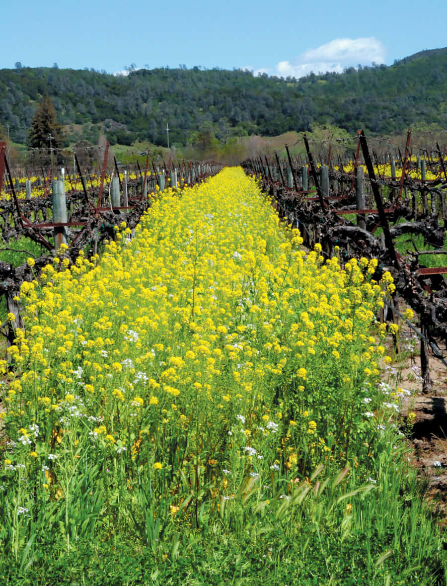 Mustard Fieldin Vineyard.jpg Background