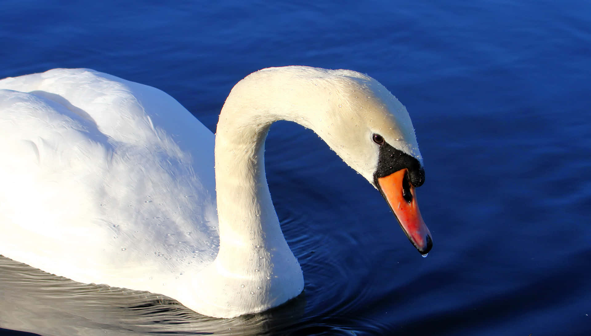 Mute Swan Dipping Beak [wallpaper]