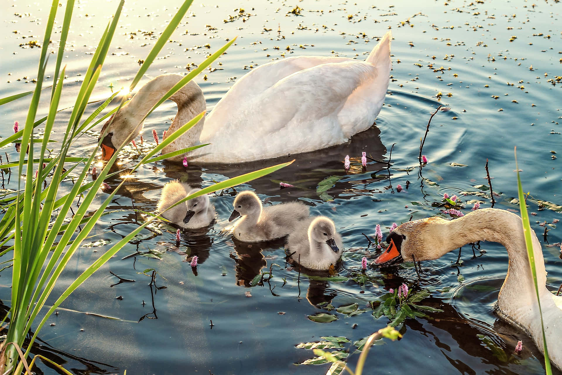 Mute Swan Mother Bird And Cob Background