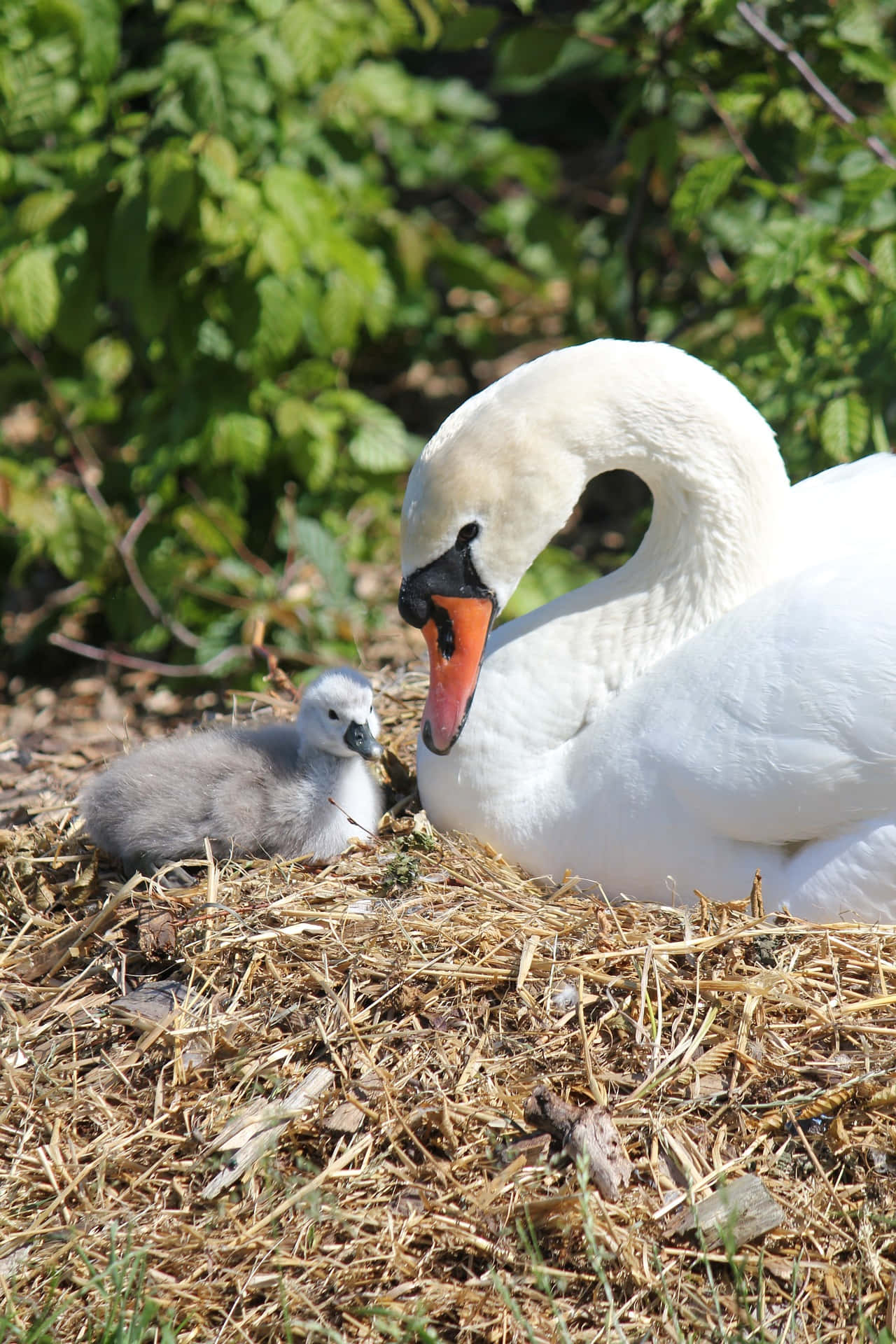 Mute Swan Mother Bird Caring For Cygnet