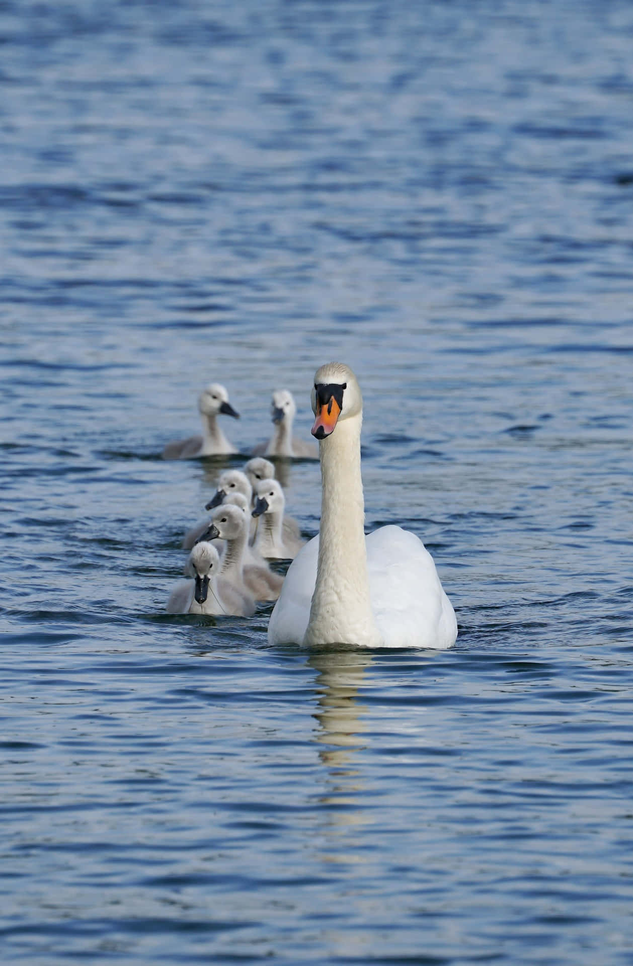 Mute Swan Mother Bird