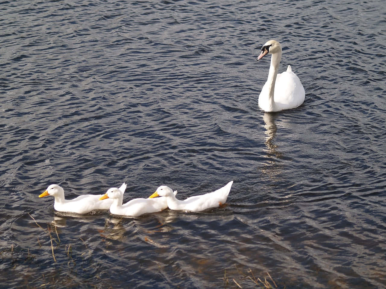 Mute Swan Mother Bird In Lake