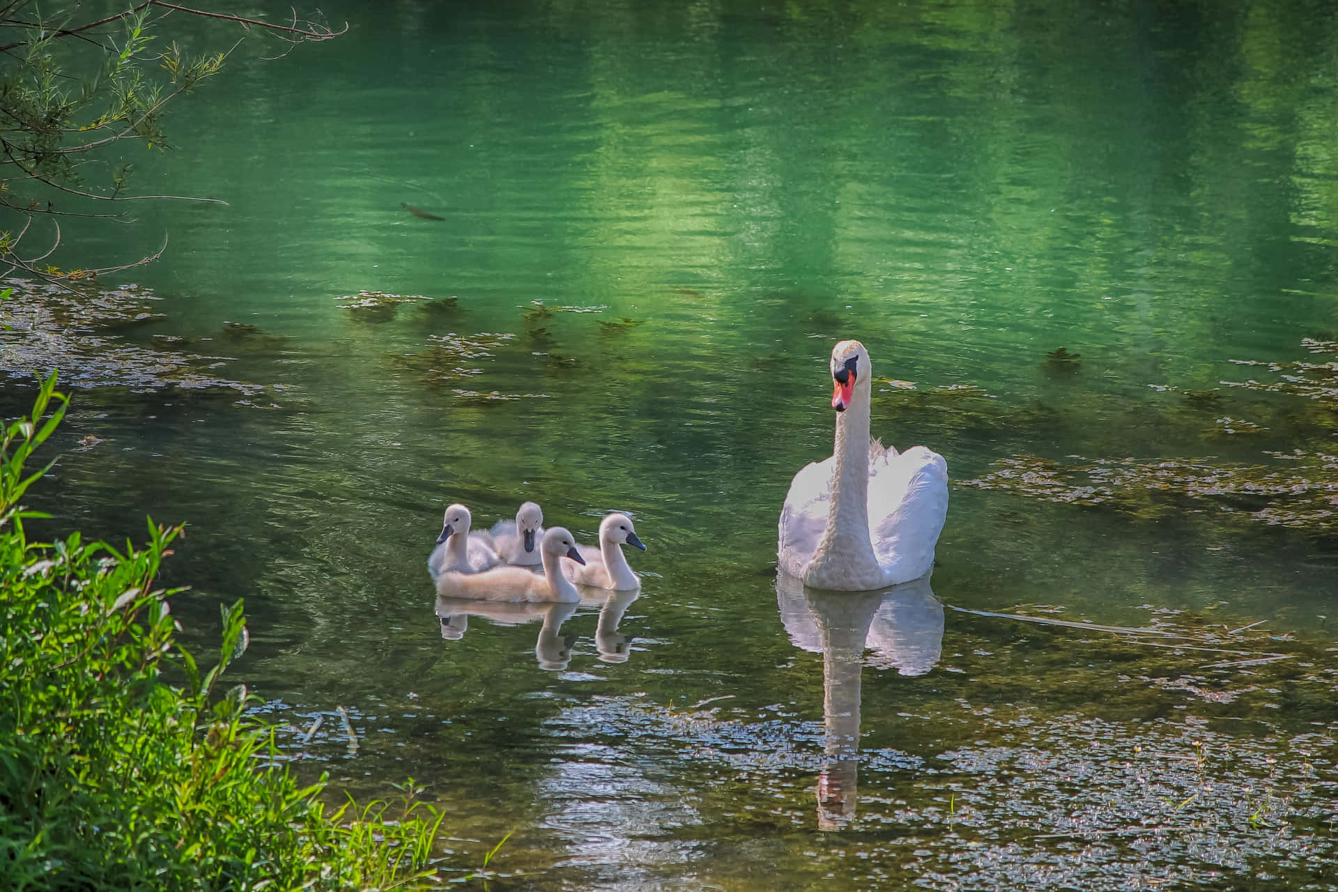 Mute Swan Mother Bird In River Background