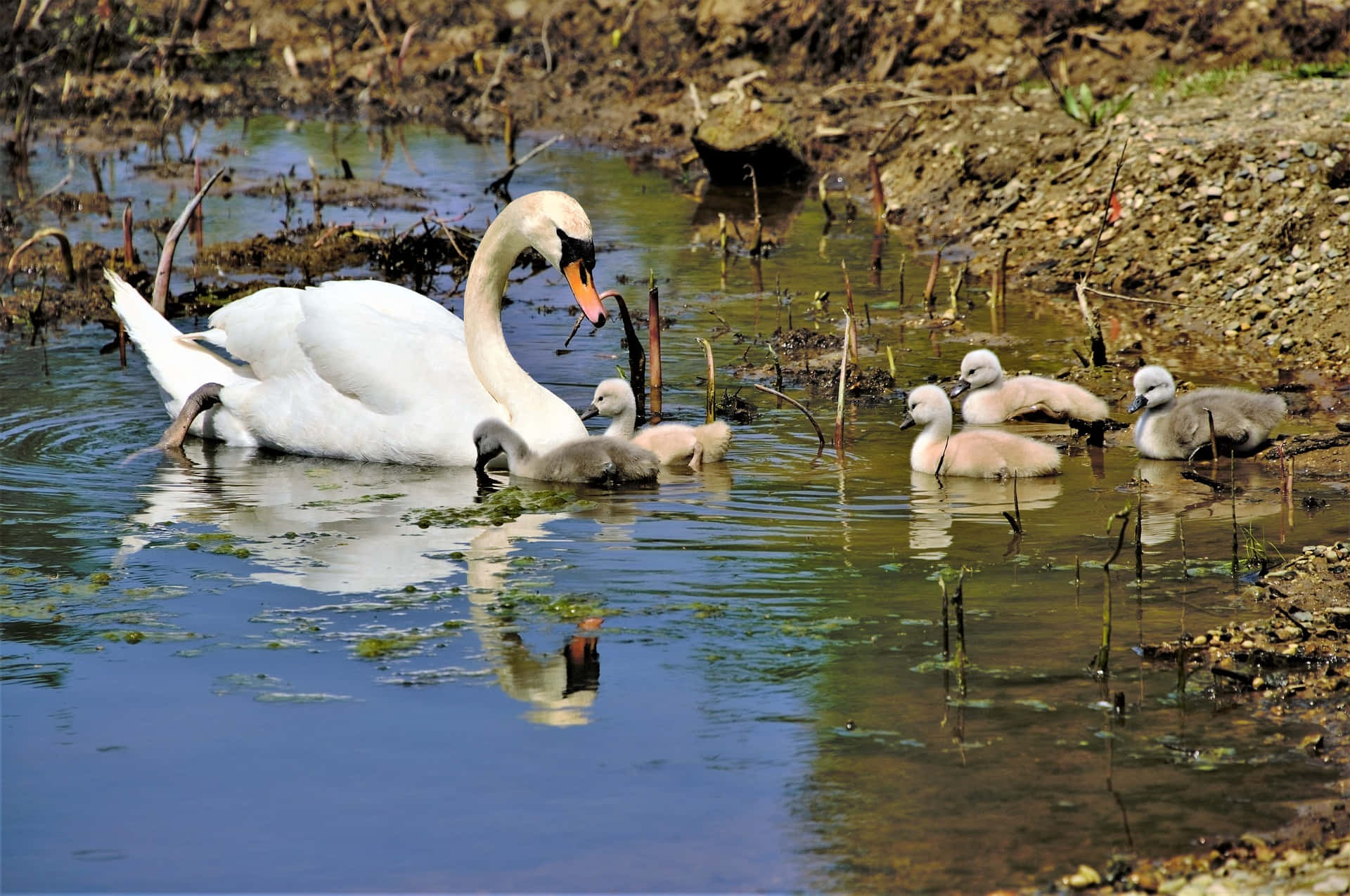 Mute Swan Mother Bird On Riverside