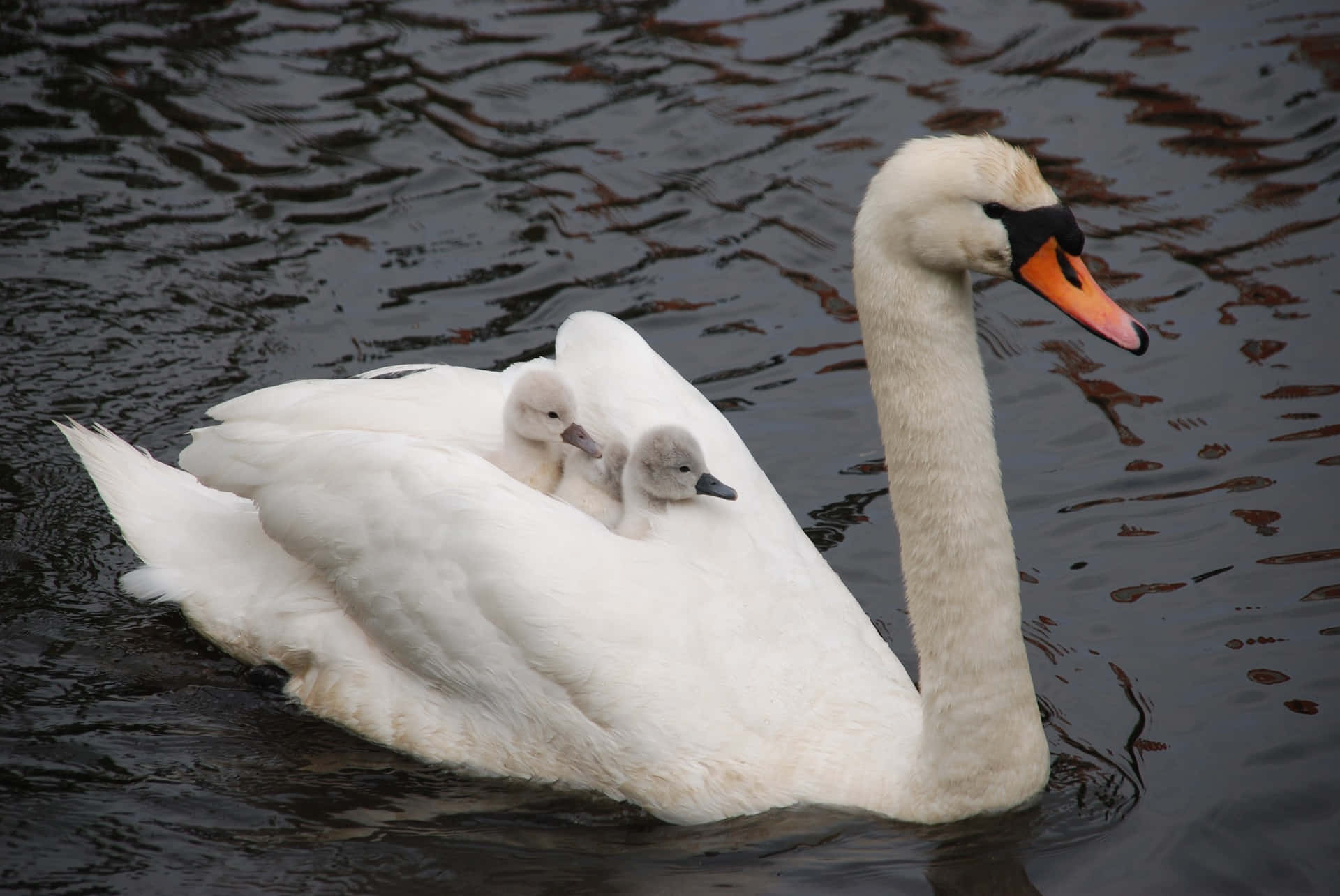 Mute Swan Mother Bird Swimming Background