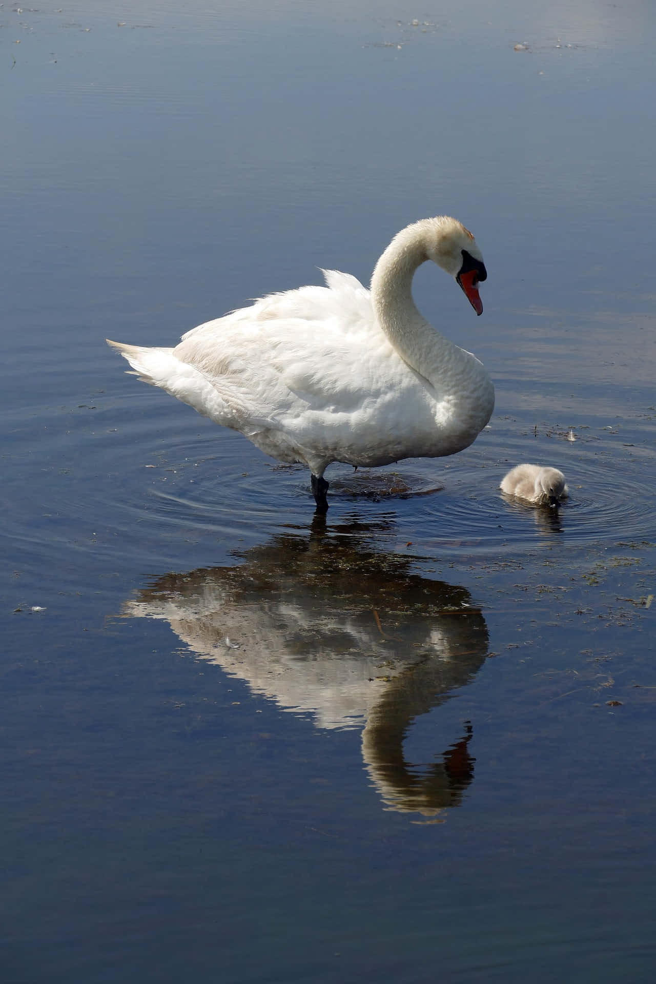 Mute Swan Mother Bird Walking Background