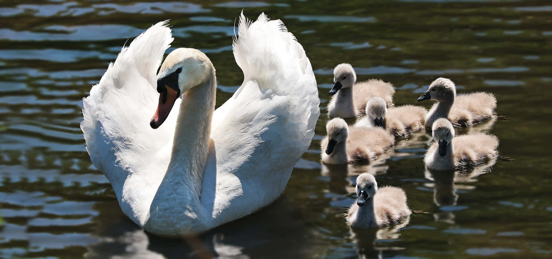 Mute Swan Mother Bird With Cygnets