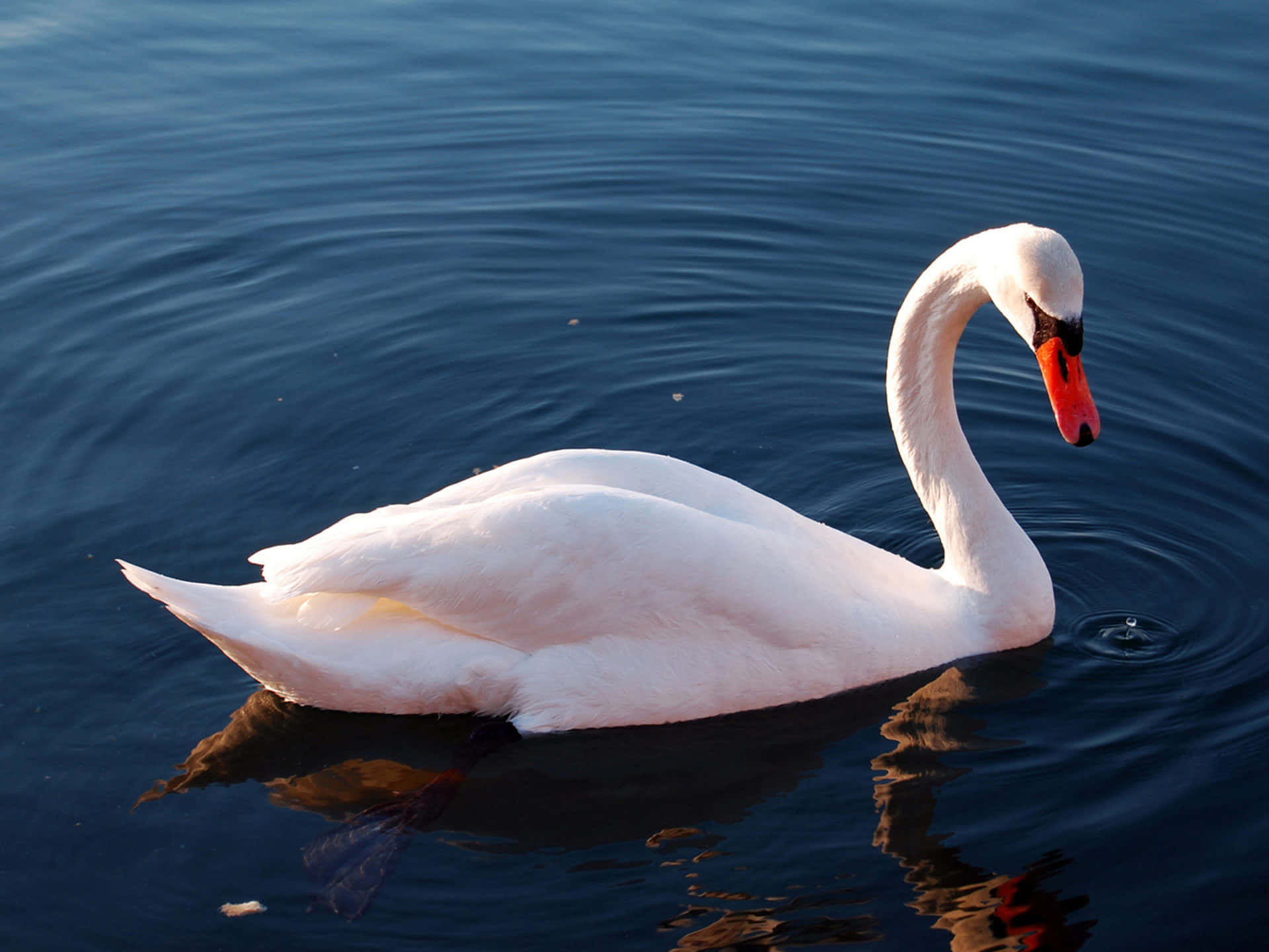 Mute Swan Under Sun [wallpaper] Background