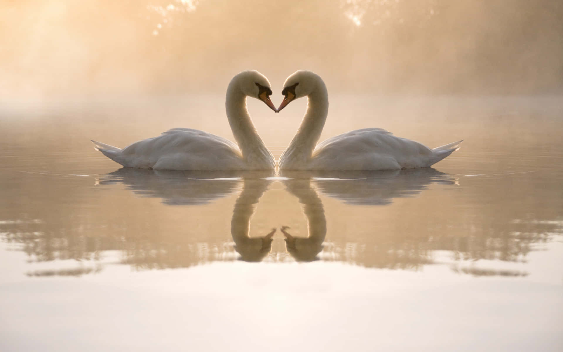 Mute Swans Kissing [wallpaper] Background