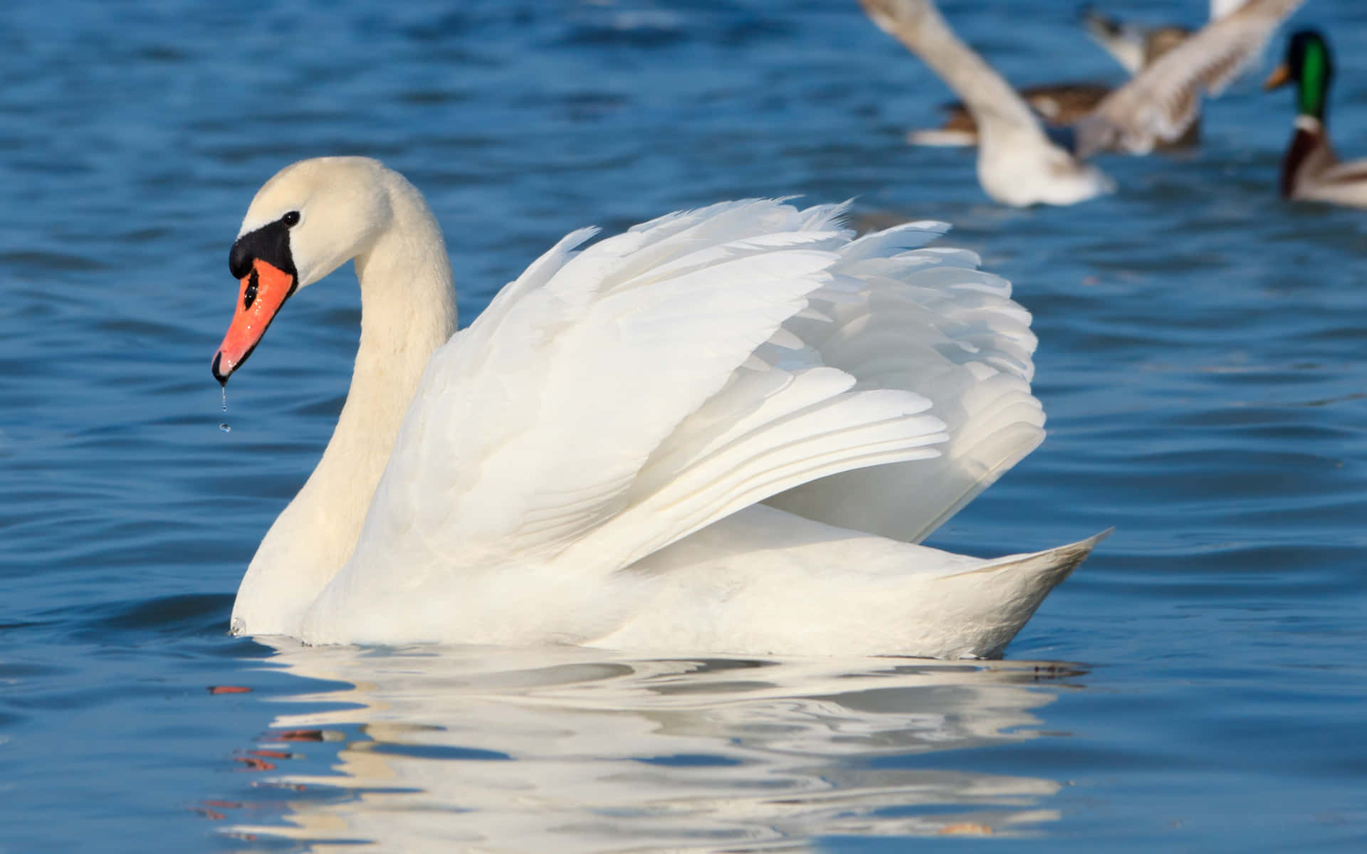 Mute White Swan Swimming [wallpaper] Background