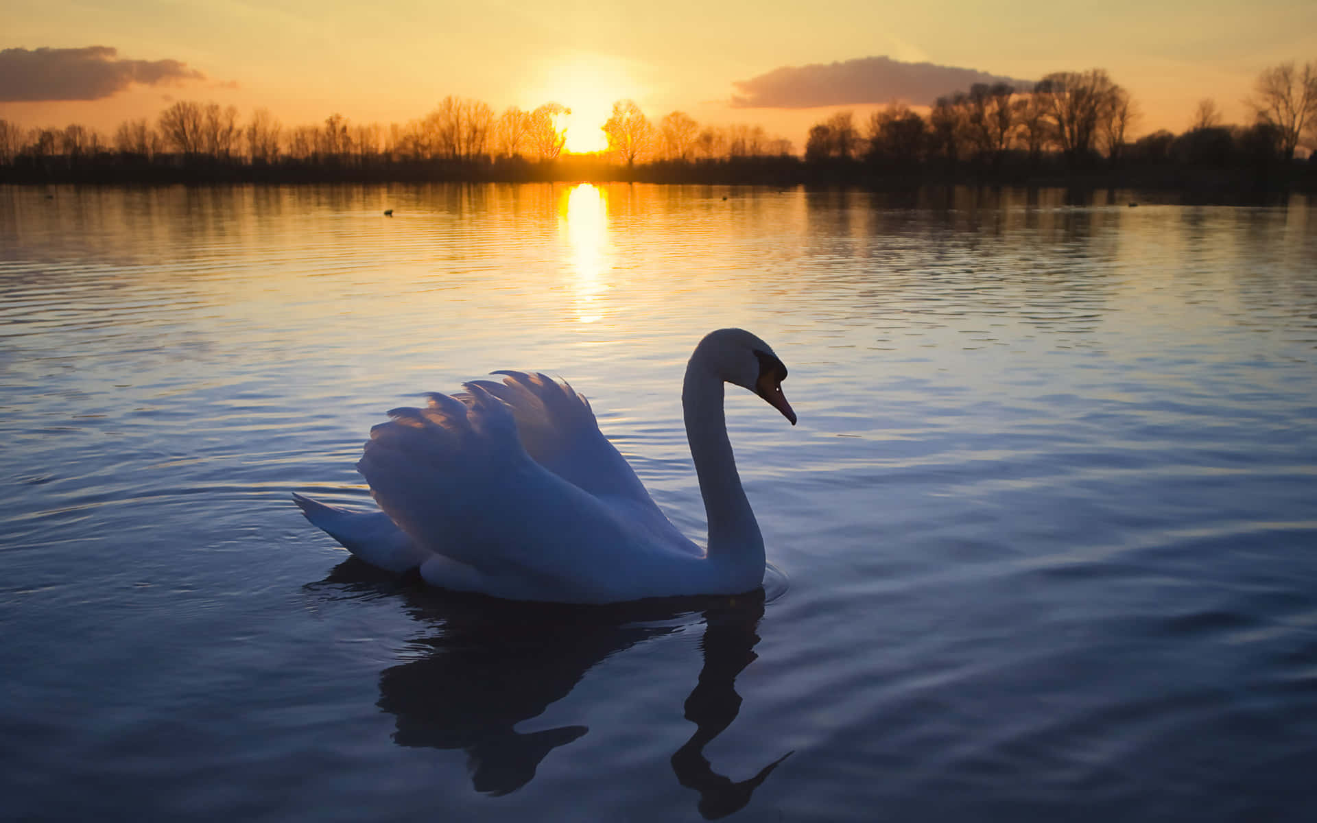 Mute White Swan [wallpaper] Background