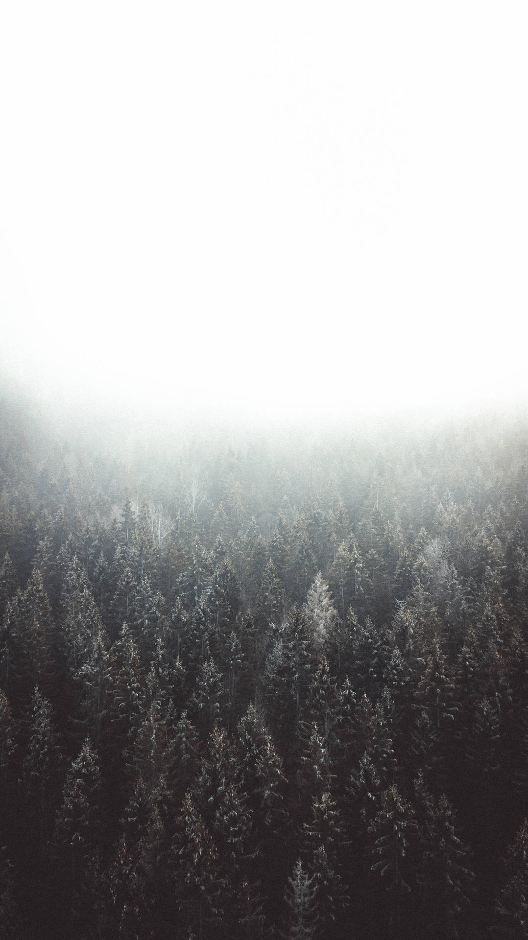 Muted Hd Forest Background