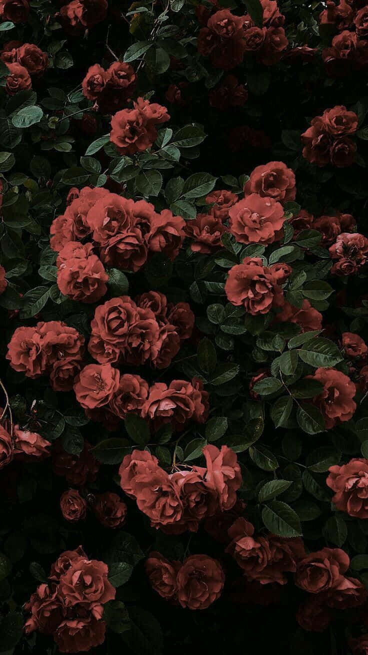 Muted Red Rose Aesthetic