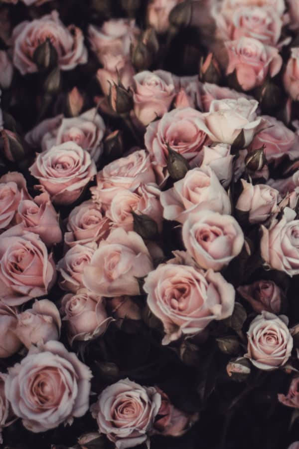 Muted Vintage Flower Aesthetic Pink Roses Background