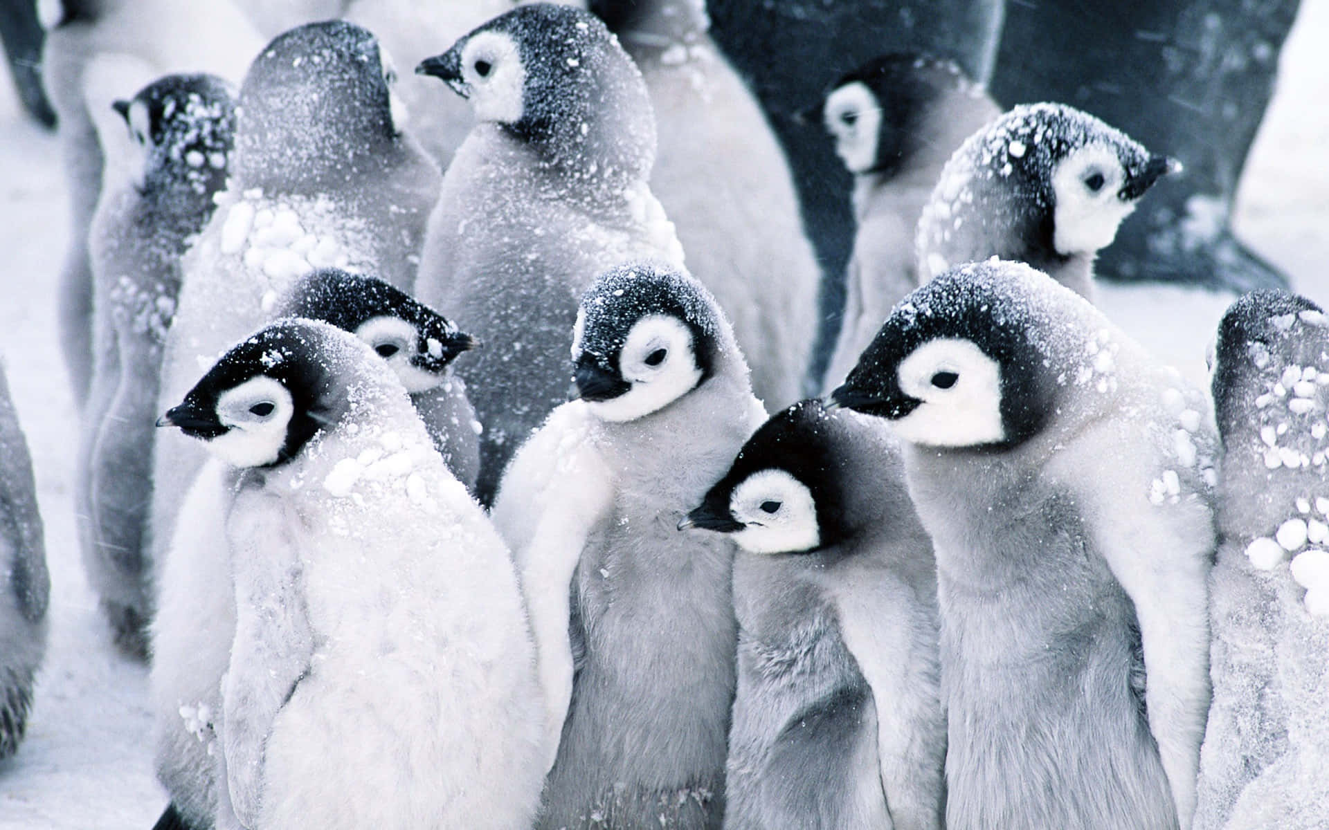 Mutual Baby Penguins Background