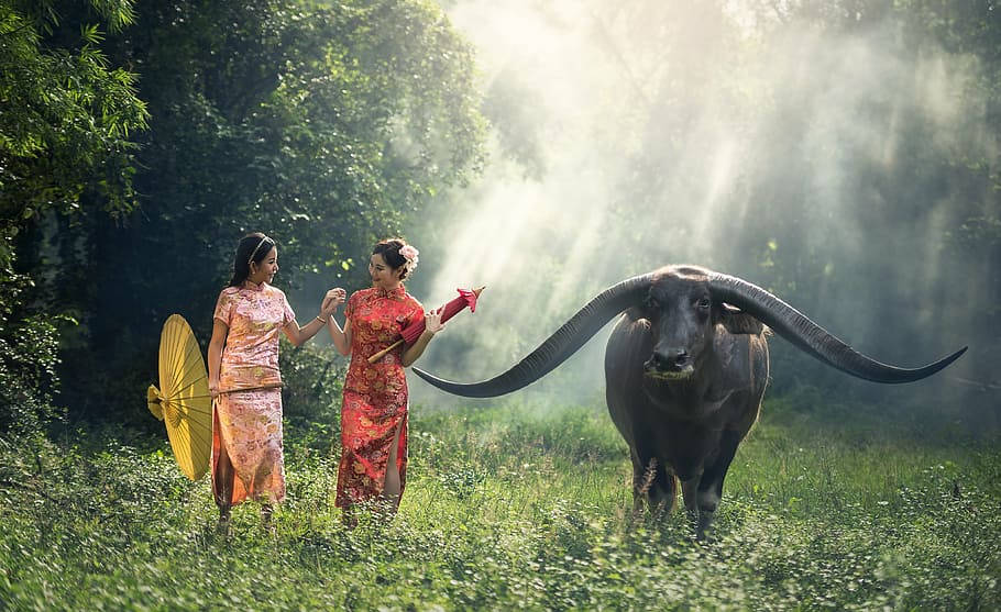 Myanmar Girls With Buffallo Background