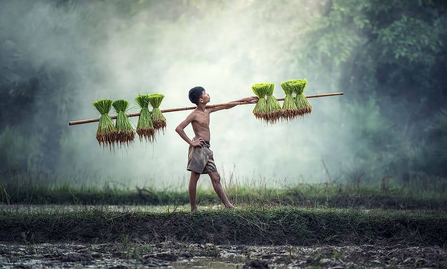 Myanmar Kid Farmer Background