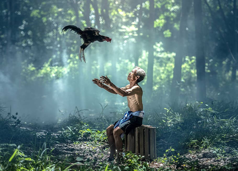 Myanmar Old Man With Chicken Background