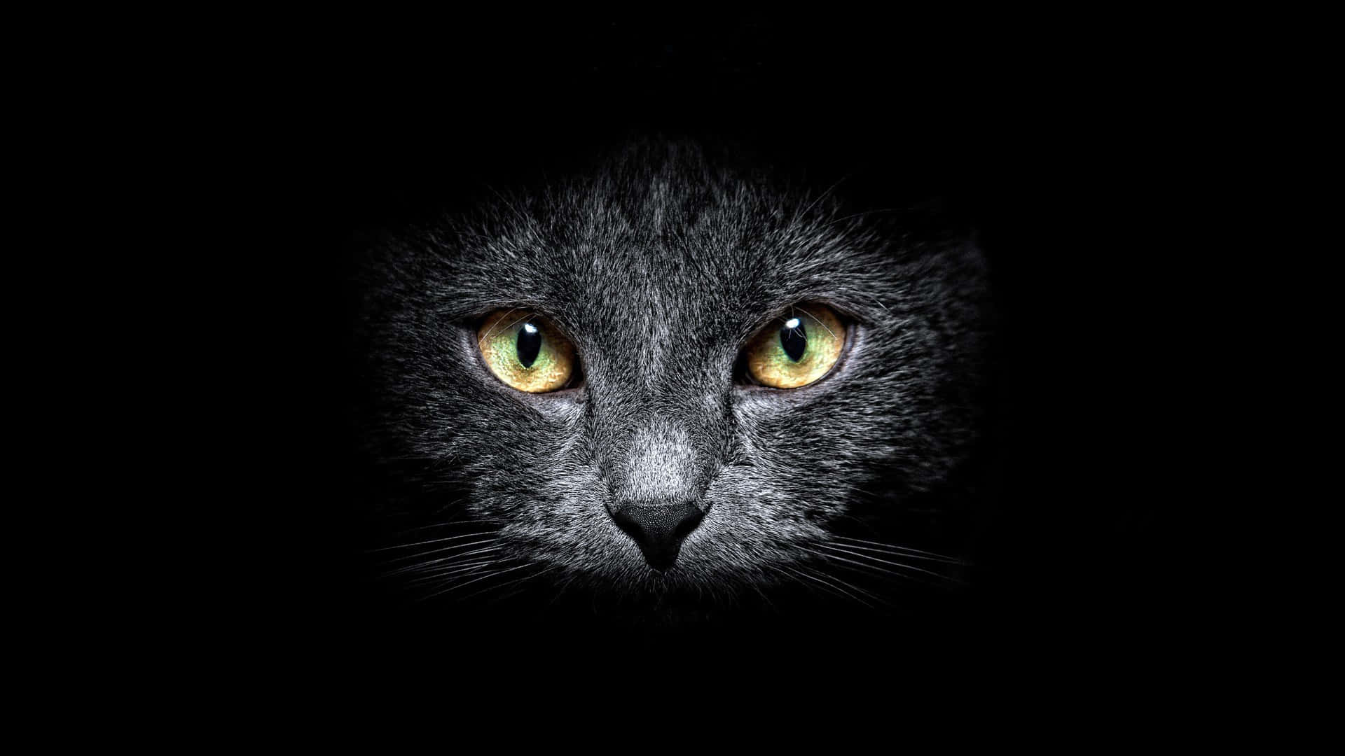 Mysterious Black Cat Emerging From Darkness Background