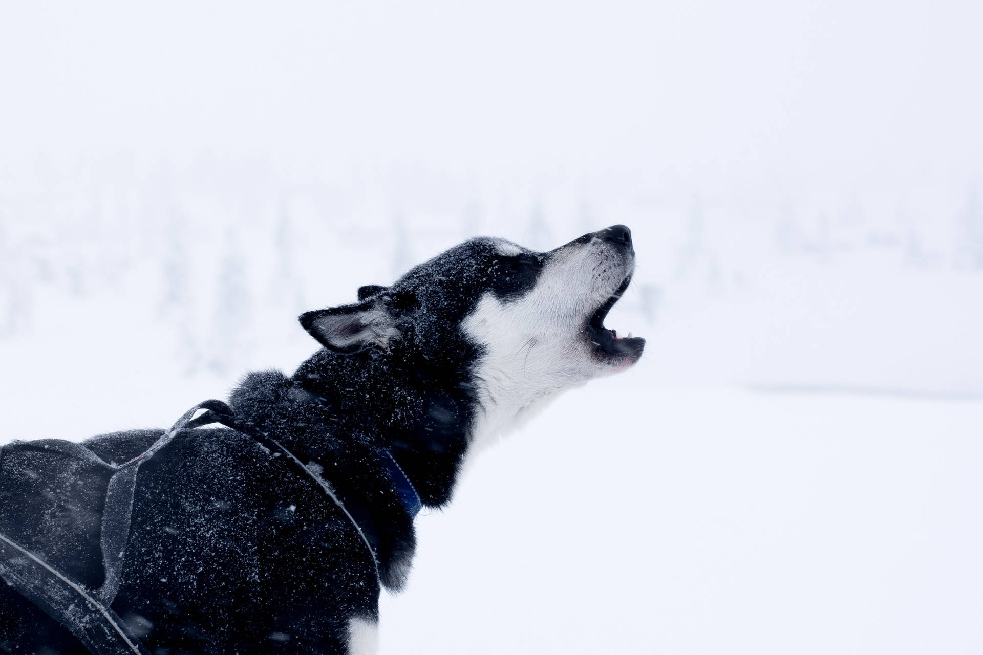 Mysterious Black Husky Puppy Howling Background