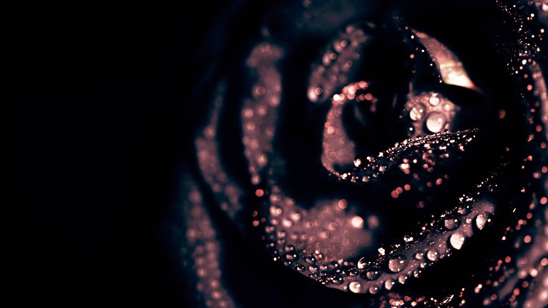 Mysterious Black Rose In Full Bloom Background