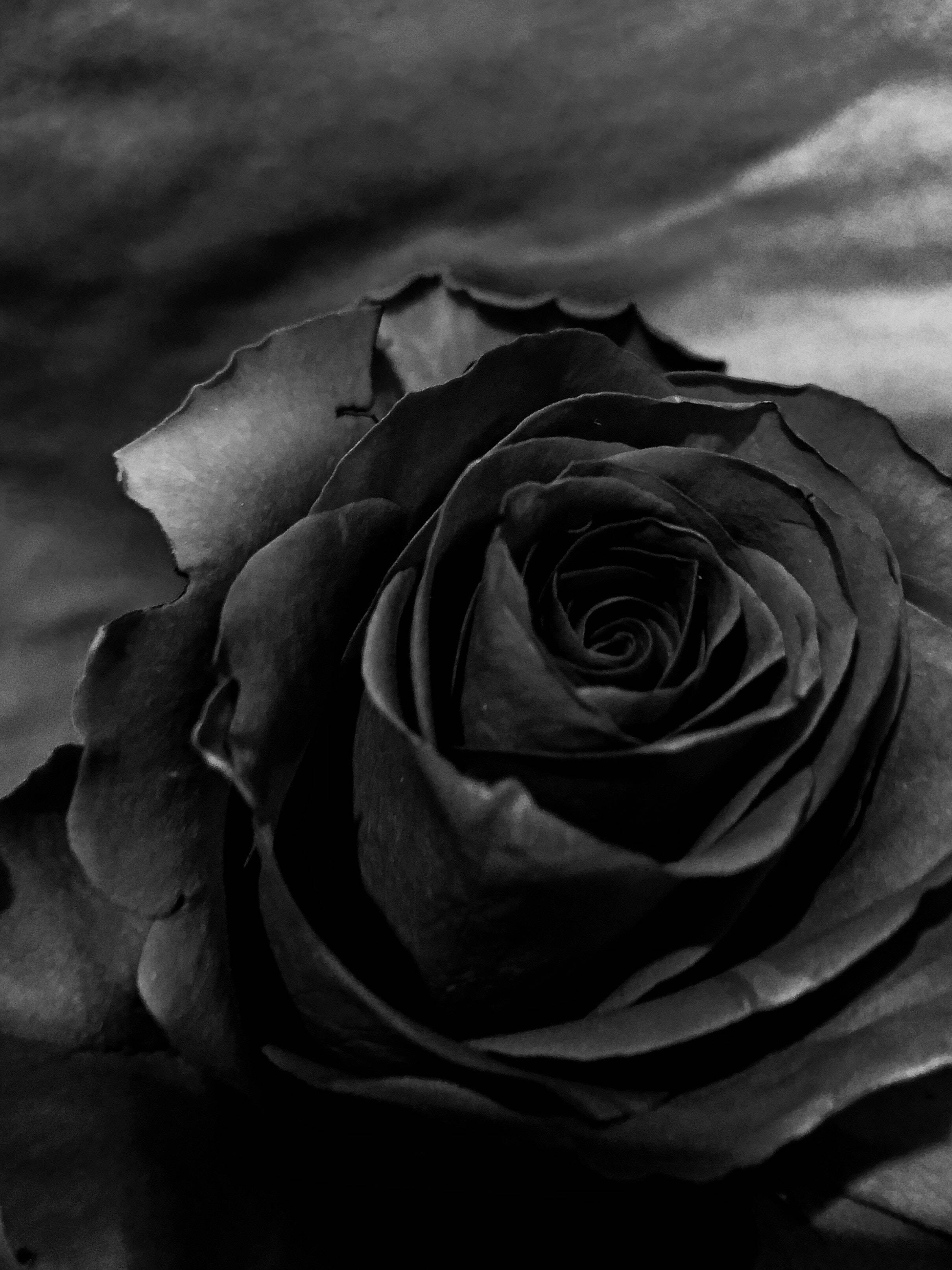 Mysterious Black Rose - The Ultimate Elegance For Your Iphone Background