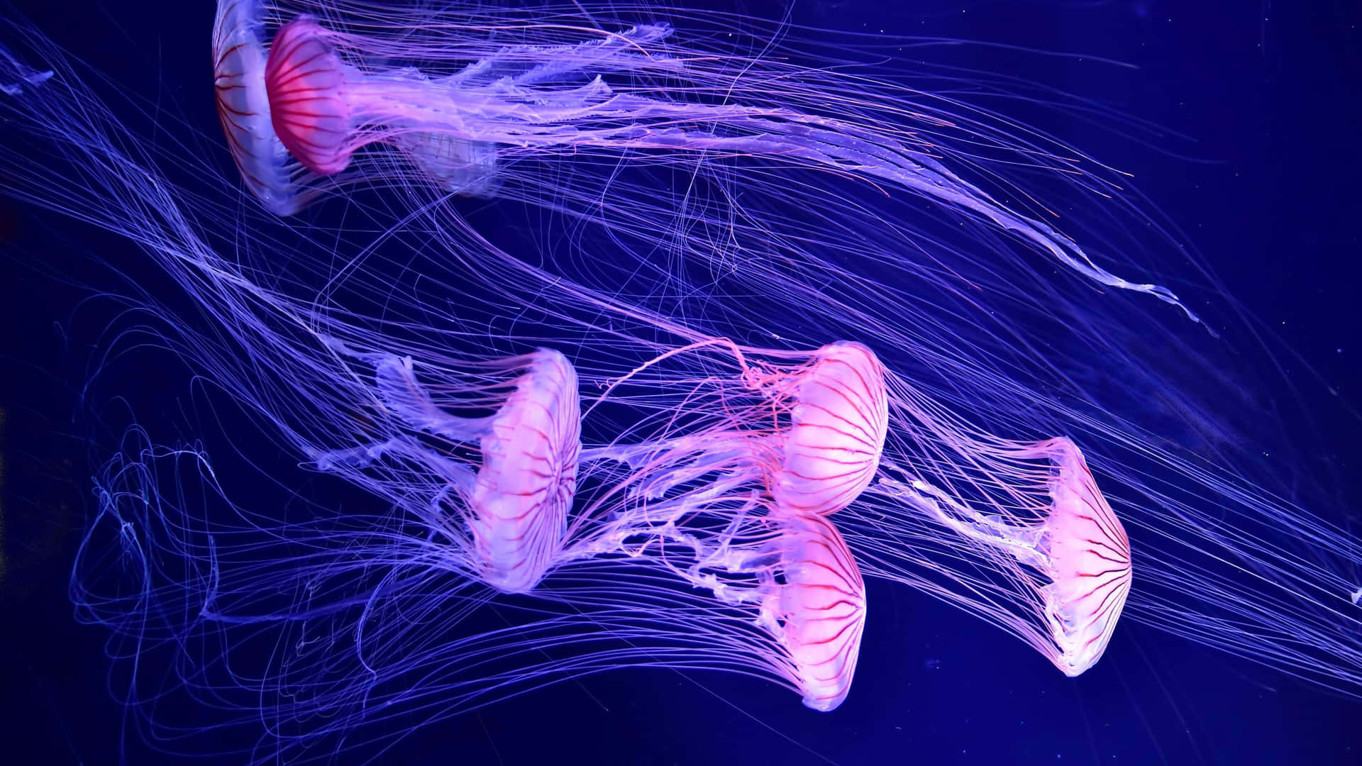 Mysterious Jellyfish Found In 4k Definition
